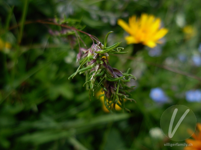 Alpen-Rispengras: Blüten