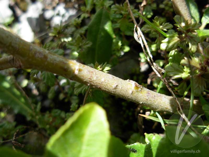 Spiessblättrige Weide: Stengel