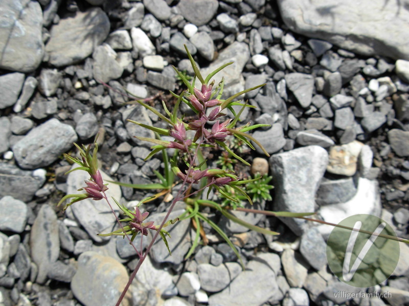 Alpen-Rispengras: Blüten