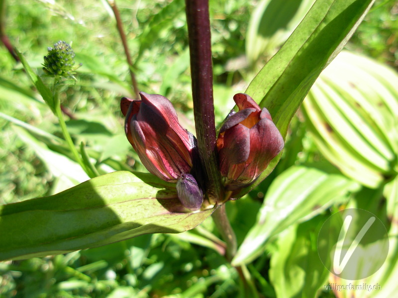 Purpur-Enzian: Stengel, Blüten