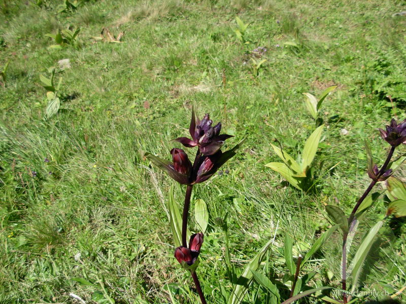 Purpur-Enzian: Blüten, Gesamtbild