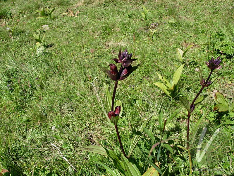 Purpur-Enzian: Blüten, Gesamtbild