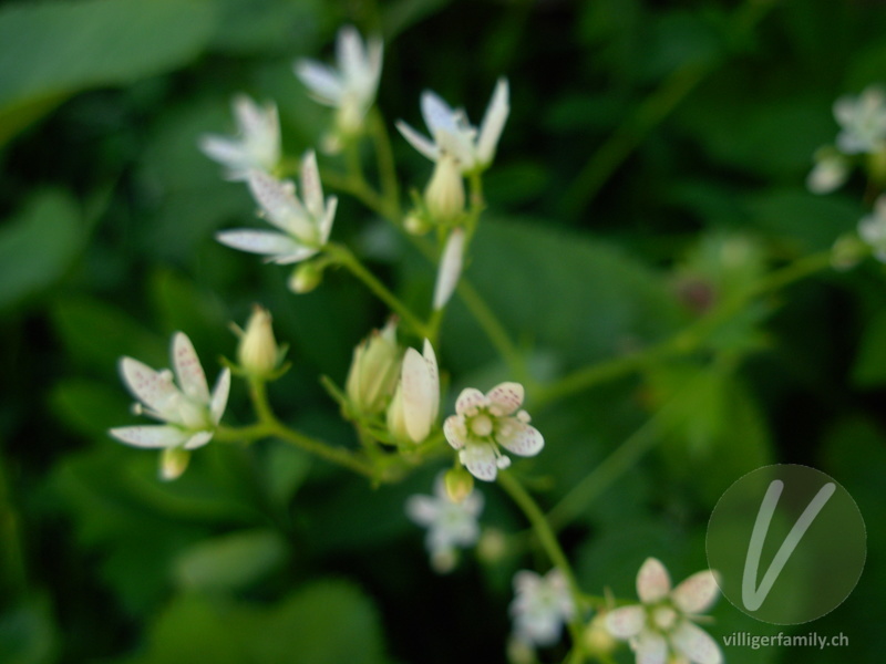 Rundblättriger Steinbrech: Blüten