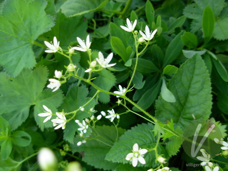 Rundblättriger Steinbrech: Blüten