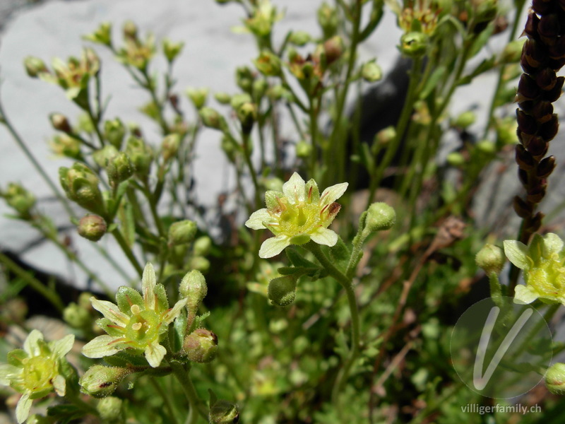 Moschus-Steinbrech: Blüten