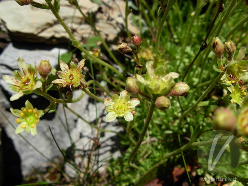 Moschus-Steinbrech: Blüten