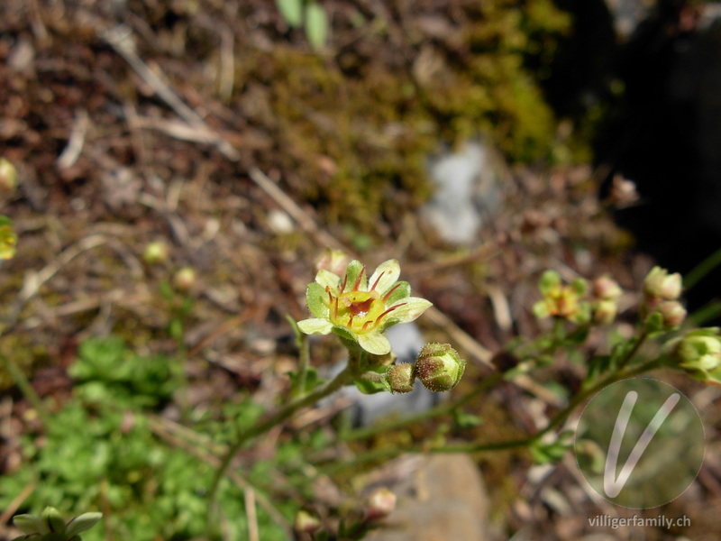 Moschus-Steinbrech: Blüten