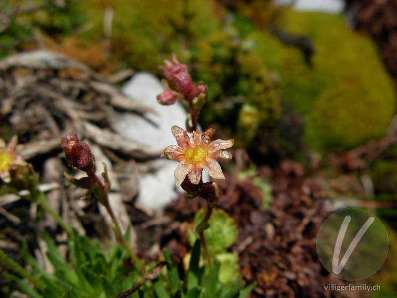 Moschus-Steinbrech: Blüten