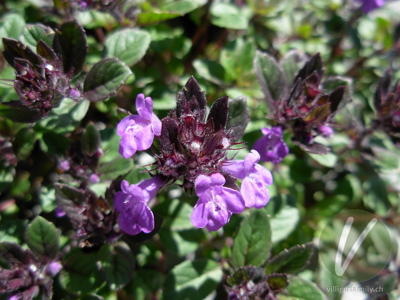 Alpen-Steinquendel: Blüten