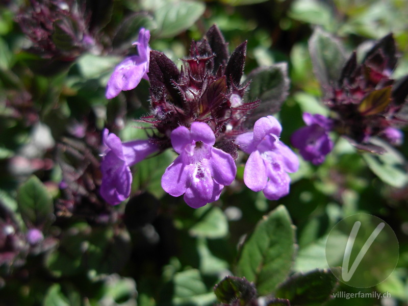 Alpen-Steinquendel: Blüten