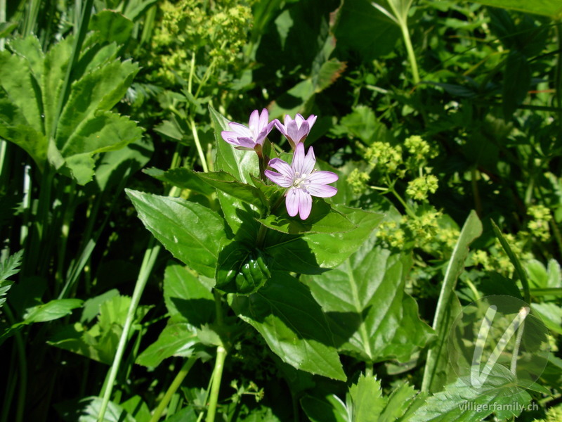 Quirlblättriges Weidenröschen: Blüten