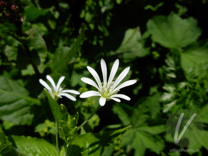 Gewöhnliche Hain-Sternmiere: Blüten