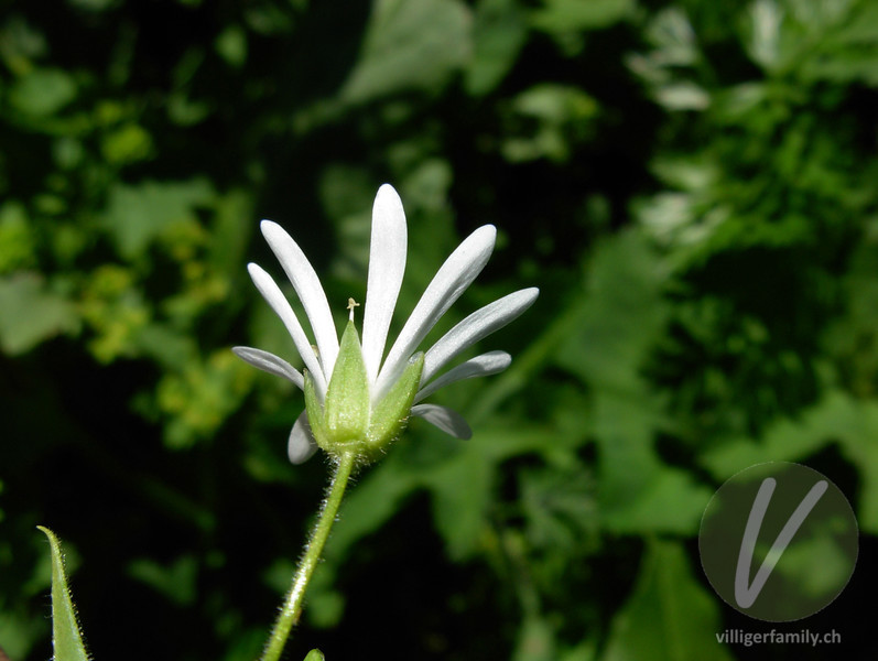 Gewöhnliche Hain-Sternmiere: Blüten