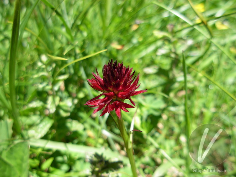 Schwarzes Männertreu: Blüten