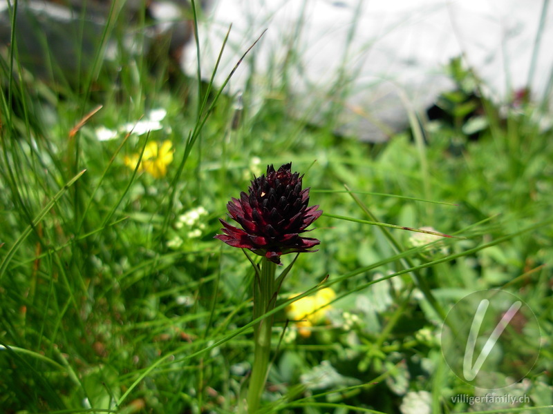 Schwarzes Männertreu: Blüten