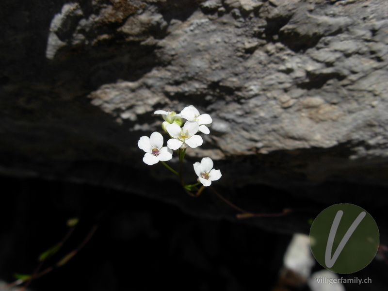 Schotenkresse: Blüten