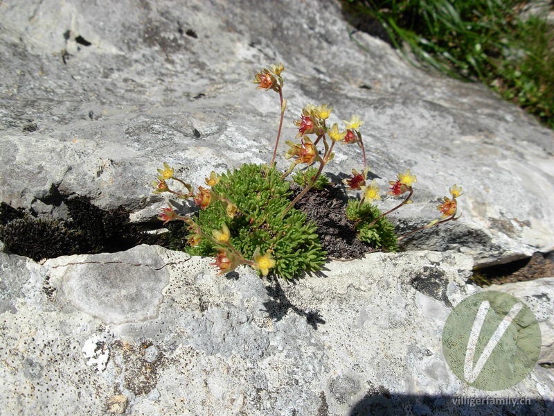 Moschus-Steinbrech: Blüten, Früchte, Gesamtbild