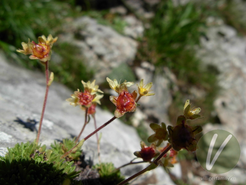 Moschus-Steinbrech: Blüten, Früchte