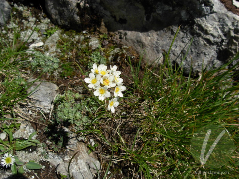 Trauben-Steinbrech: Blüten