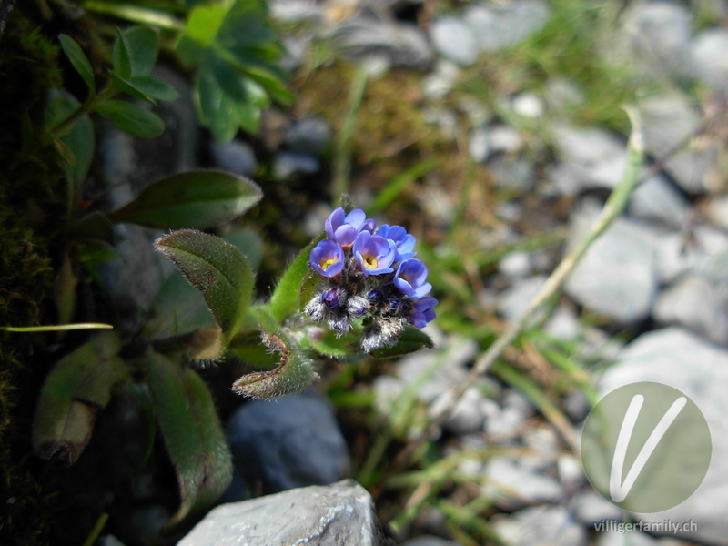 Hügel-Vergissmeinnicht: Blüten, Gesamtbild