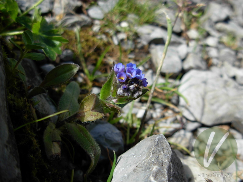 Hügel-Vergissmeinnicht: Blüten