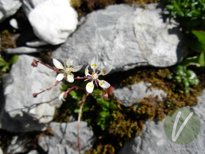 Sternblütiger Steinbrech: Blüten