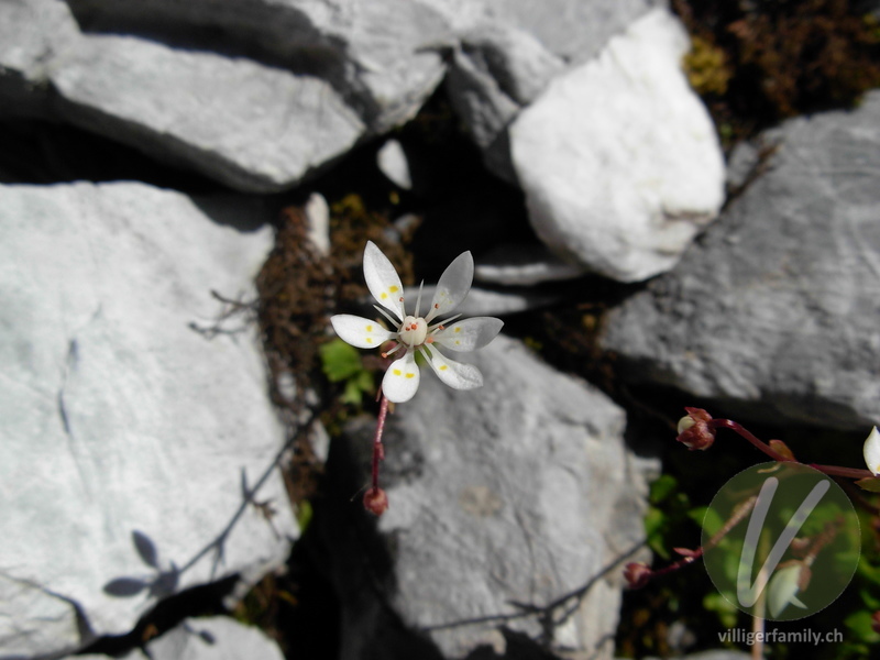 Sternblütiger Steinbrech: Blüten