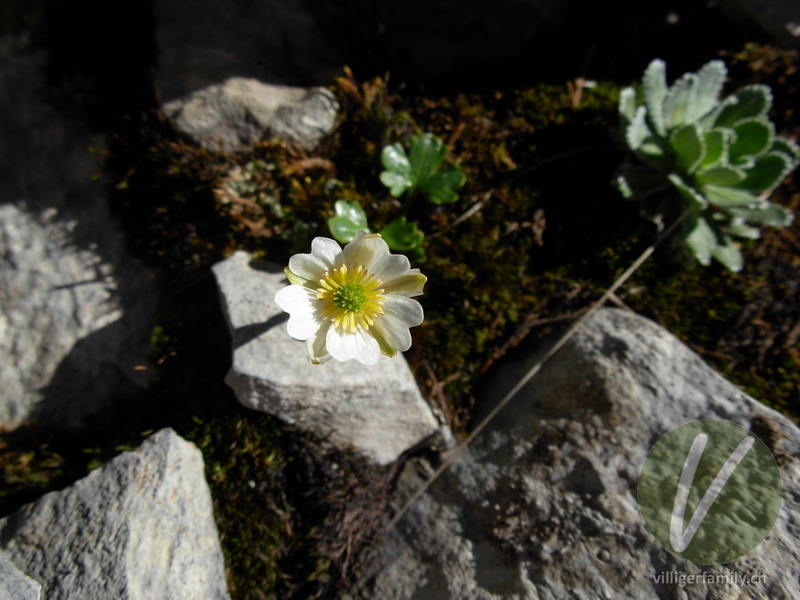 Alpen-Hahnenfuss: Blüten