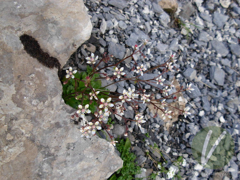 Sternblütiger Steinbrech: Blüten, Gesamtbild