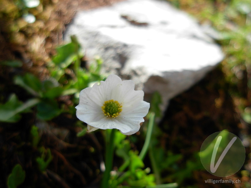 Alpen-Hahnenfuss: Blüten