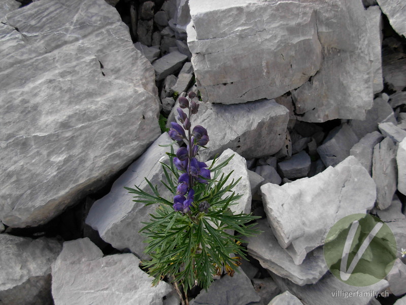 Dichtblütiger Blau-Eisenhut: Blüten, Gesamtbild