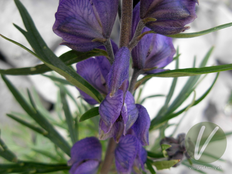 Dichtblütiger Blau-Eisenhut: Blüten