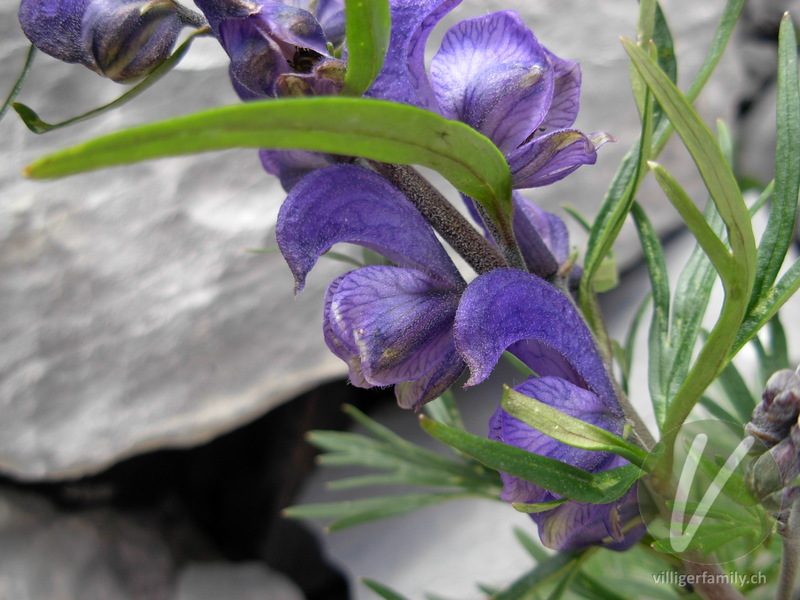 Dichtblütiger Blau-Eisenhut: Blüten, Stengel