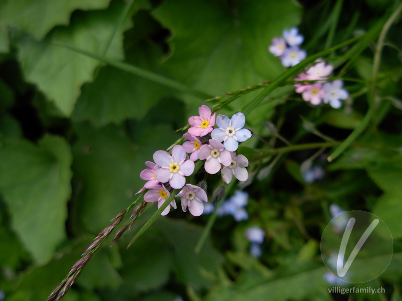 Alpen-Vergissmeinnicht: Blüten