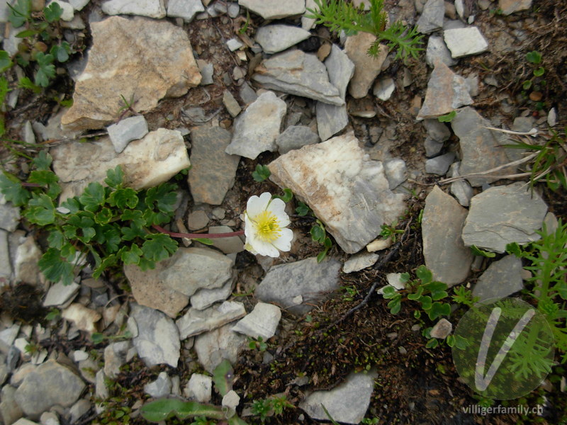 Alpen-Hahnenfuss: Blüten, Gesamtbild