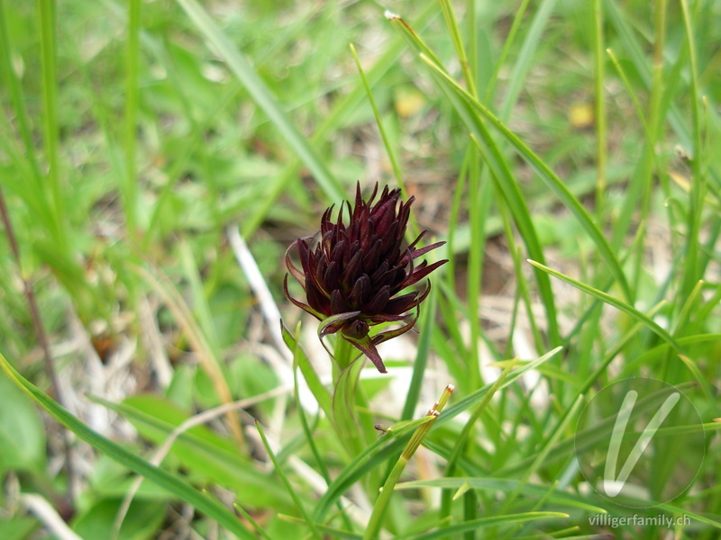 Schwarzes Männertreu: Blüten