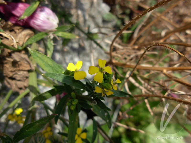 Acker-Schöterich: Blüten