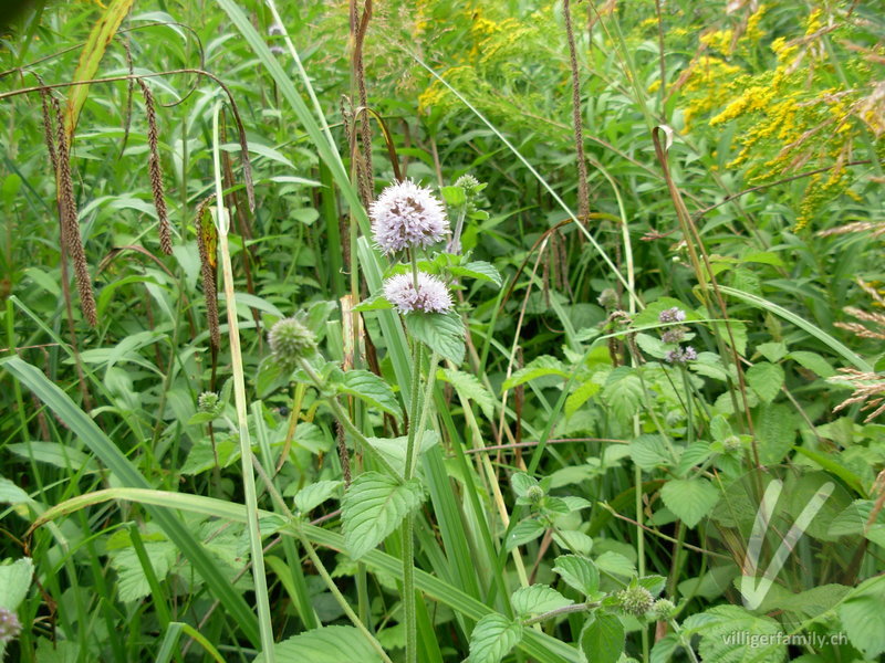 Wasser-Minze: Blüten, Gesamtbild