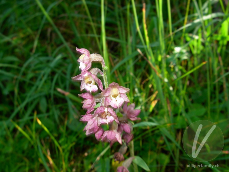 Braunrote Stendelwurz: Blüten