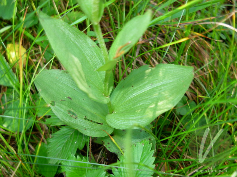 Braunrote Stendelwurz: Blätter