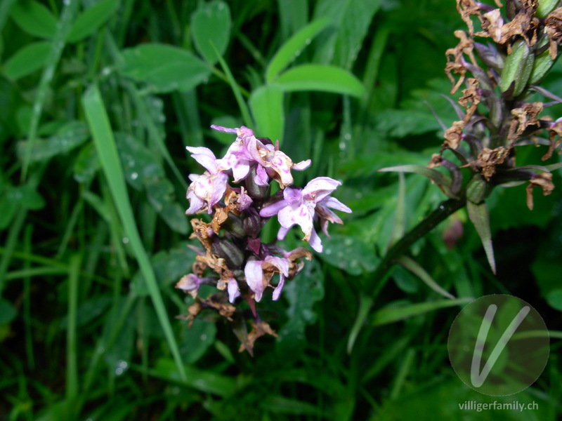 Fuchs' Geflecktes Knabenkraut: Blüten