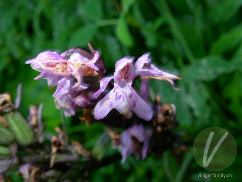 Fuchs' Geflecktes Knabenkraut: Blüten