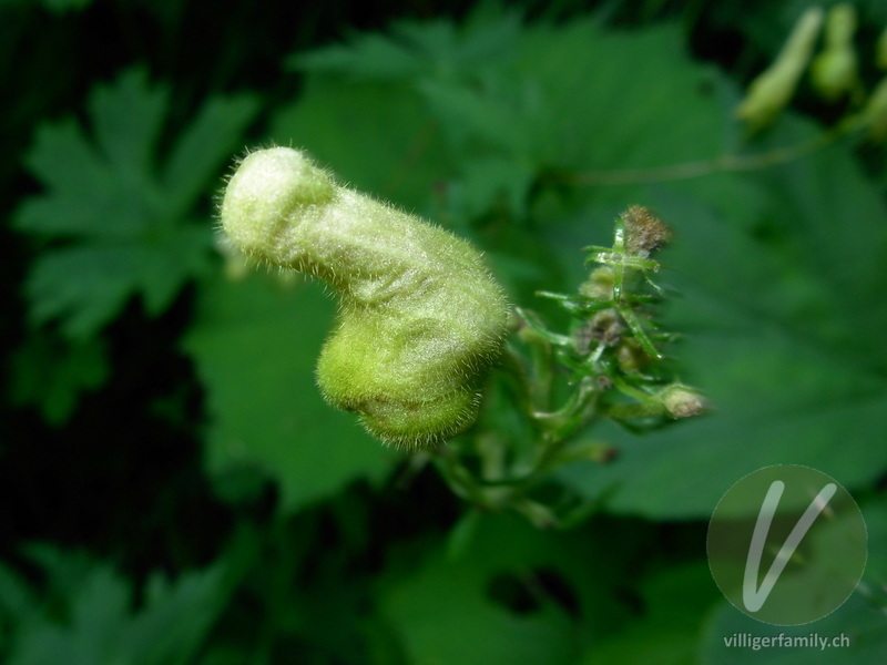 Gewöhnlicher Gelb-Eisenhut: Blüten