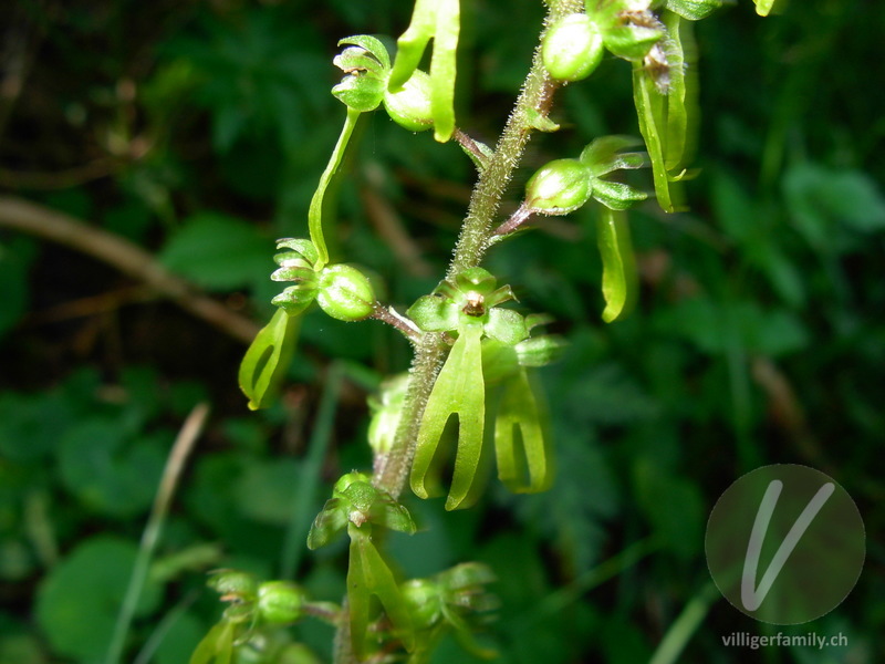 Grosses Zweiblatt: Blüten