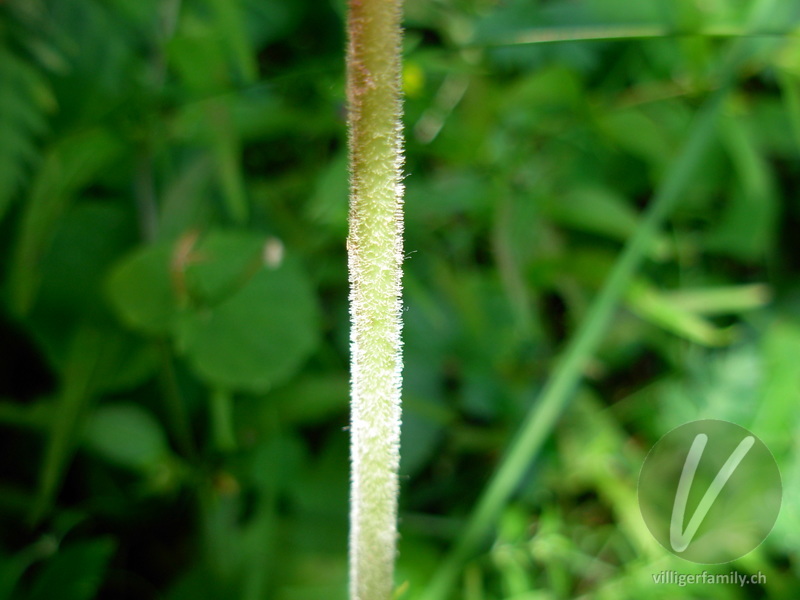 Grosses Zweiblatt: Stengel