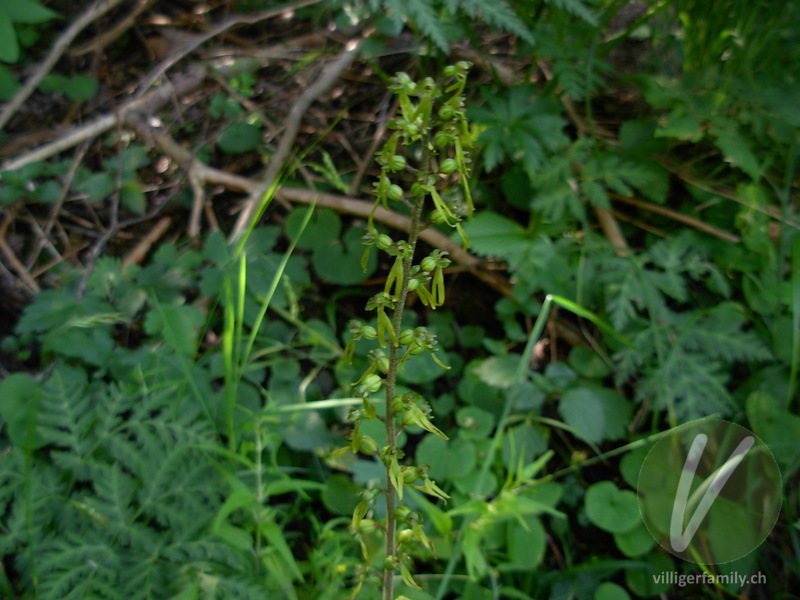 Grosses Zweiblatt: Blüten, Gesamtbild