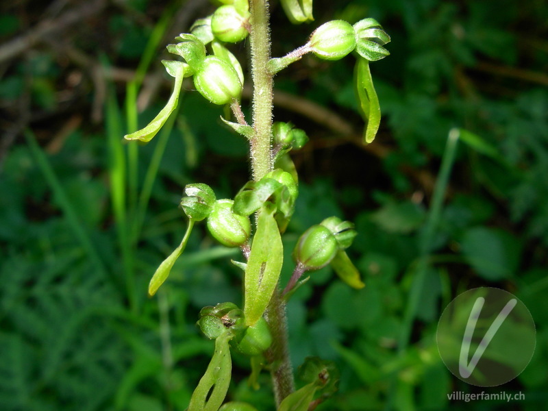 Grosses Zweiblatt: Blüten