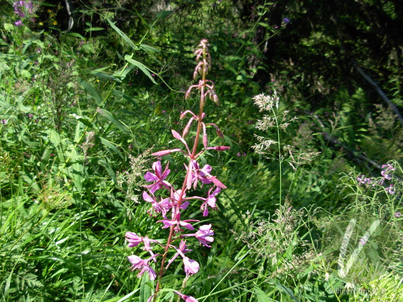 Wald-Weidenröschen: Blüten