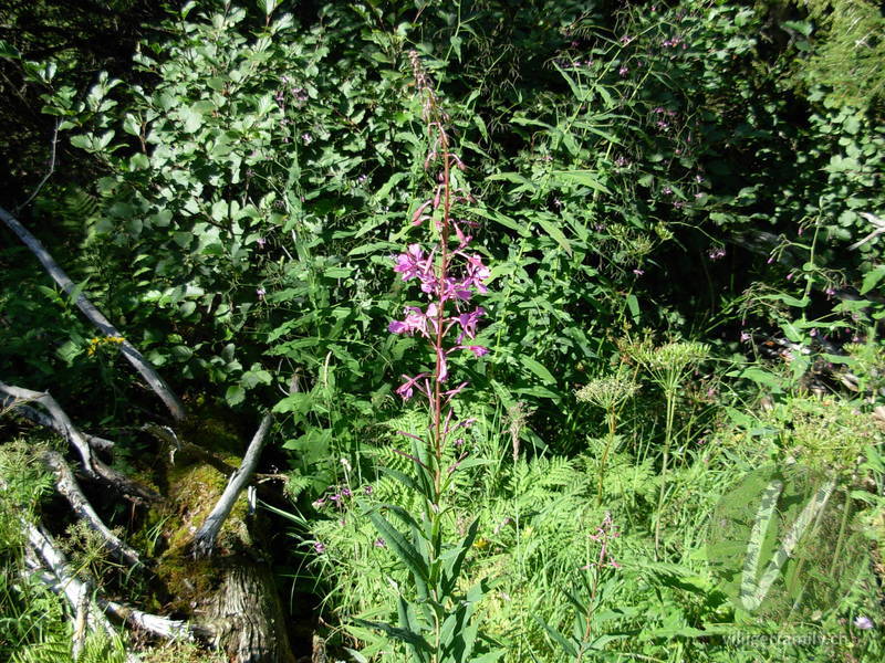 Wald-Weidenröschen: Gesamtbild