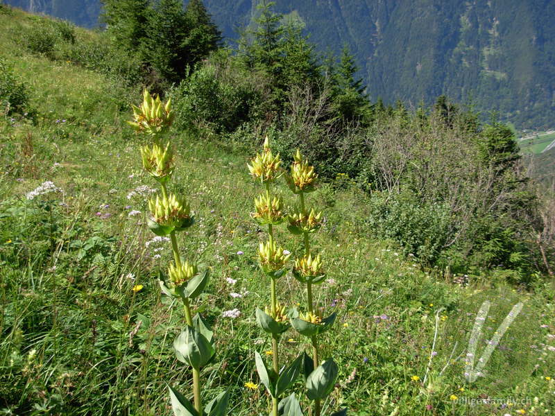 Gelber Enzian: Gesamtbild, Früchte